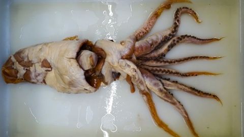 El ejemplar original en el que se ha basado la descripci&oacute;n actual se extrajo del contenido estomacal de un cachalote hace ahora 70 a&ntilde;os