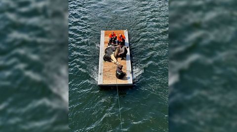 Momento en que una de las vacas es rescatada con un trozo de pantal&aacute;n controlado con una cuerta desde la orilla