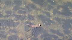 Una nutria llega al puente de Xuvia, en Nar�n