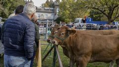 Subasta de�15 novillas de rubia gallega en Adai, O Corgo