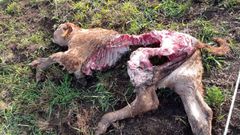 Entre las v�ctimas del lobo figuran cuatro ejemplares de un caba�a ganadera del lugar de Enxilde