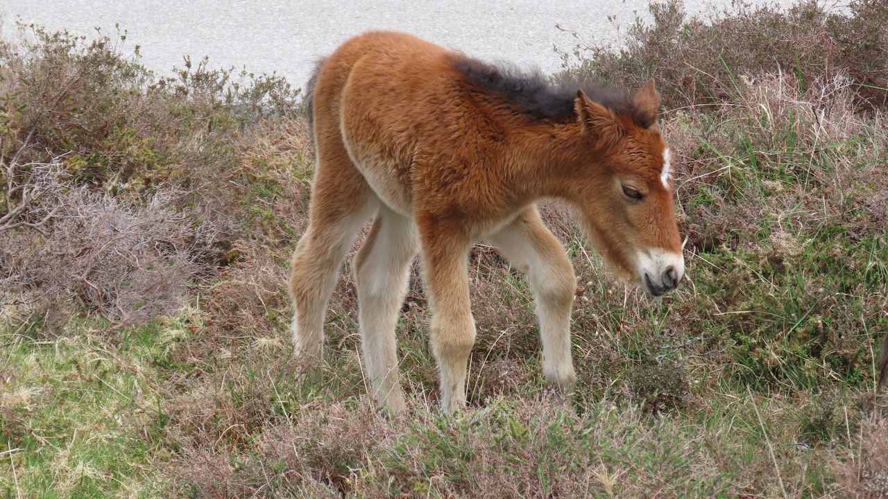 Investigado por maltrato animal al dejar sin alimento y sin agua a varios caballos en Mondoñedo