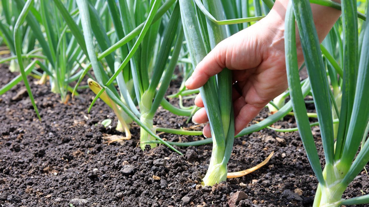 La cebolla: un cultivo de rotación para equilibrar los ingresos de las granjas