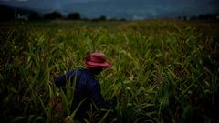 Campo de agricultura en la provincia de Yunnan