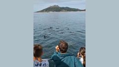 Delfines en las C�es