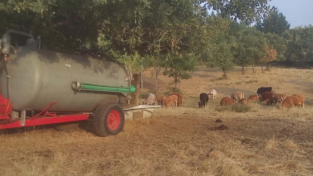 «Con esta calor cada vaca ten que beber o dobre de augua, lévolles cisternas cada dous días»