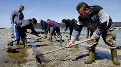 La cofrad�a noiesa es la que tiene m�s socios de Galicia y de ella depende la econom�a de alrededor de 1.400 familias de la r�a. 