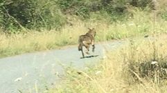 El lobo corri� un rato delante del coche hasta perderse por la pista que conduce a Vilar