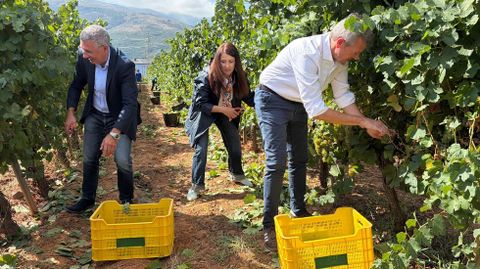 El alcalde de O Barco, Aurentino Alonso; la conselleira de Medio Rural, Mar�a Jos� G�mez; y el presidente de la Xunta, Alfonso Rueda, vendimiando en Valdeorras.