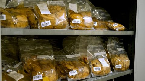 Cerebros donados que se conservan en formol. 