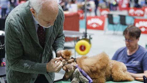 Exposici�n Canina de Galicia en Lugo