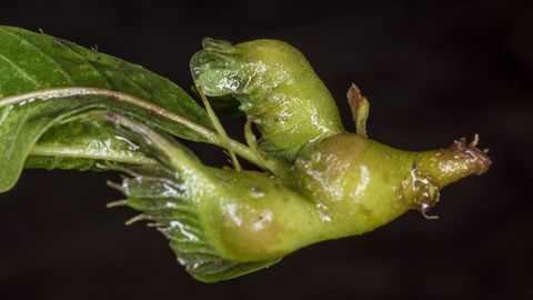 Las larvas de la avispilla (Dryocosmus kuriphilus) se desarrollan durante el invierno en el interior de las yemas de los casta�os, haciendo que se formen agallas en los tejidos vegetales afectados