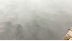 Un tibur�n azul en el puerto deportivo de Gij�n