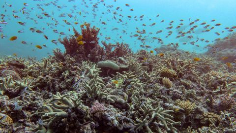 La Gran Barrera de Coral, con una extensin de unos 2.300 kilmetros y ubicada al este de Australia