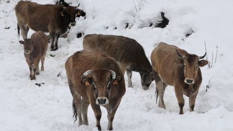 Vacas en un prado nevado, en Aller