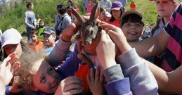 Los j�venes sonenses efectuaron una suelta de una veintena de conejos. 