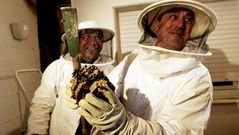 Destrucci�n de una colmena de avispas asesinas en Vigo