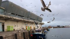 Gaviotas sobrevuelan un pesquero que descargaba en el puerto de Ribeira en noviembre del 2025.