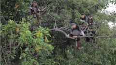 As son los monos langures, una de las especies ms amenazadas del planeta