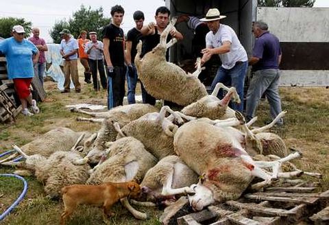 Las ovejas muertas fueron apiladas a la espera de que hoy una empresa especializada las recoja.