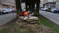 Uno de los ejemplares talados este jueves en Zalaeta