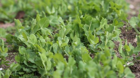 El congreso pondr&aacute; de relieve la importancia de las leguminosas