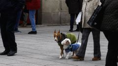 El proyecto responde a la demanda social generada por el incremento de mascotas