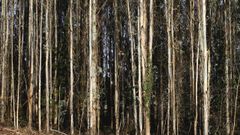 La Xunta tiene una estrategia para fomentar la gesti�n conjunta del monte gallego