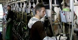 Las granjas gallegas cobraron de media 1,78 c�ntimos menos la leche que el resto de las espa�olas.