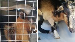 Las cabras, tras su rescate