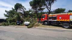 Vista del pino que se desplom� el pasado s�bado en A Frouxeira. 