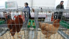 Aves en la feria exposici�n celebrada en el a�o 2018.