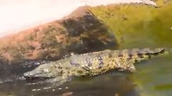As� se divierten los coocdrilos del Zoo de Rabat