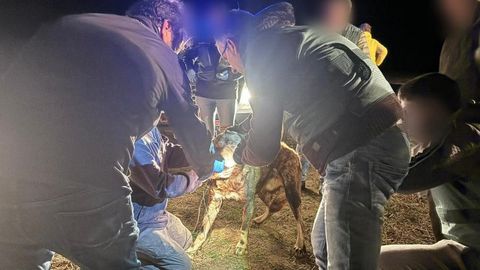 Agentes de la Guardia Civil tratan de leer el microchip de uno de los perros implicados en la muerte de una mujer en Zaragoza