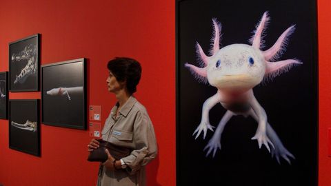  Emocins en perigo , del fotgrafo Tim Flach, puede visitarse en la sede de Afundacin en el Cantn (A Corua).