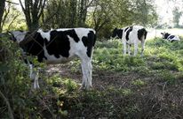 Las vacas, en un estado fam�lico y enfermas, campaban a sus anchas por los prados de la zona. 