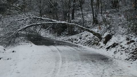 Un �rbol ca�do en la ma�ana de ayer en la carretera que une la capital municipal de A Pobra do Broll�n y Vilach� de Salvadur