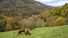 Vacas en un prado con la Devesa de Paderne al fondo