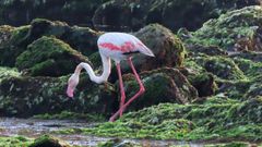 Visita sorpresa en A Guarda. Un flameco rosa se pasea por la villa