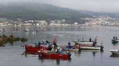 Barcos mariscando en la r�a de Pontevedra el pasado verano