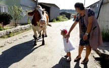 El due�o de las vacas recuerda que no se puede controlar el momento en que las animales defecan. 
