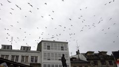 Segue a haber gaivotas no casco hist�rico de Viveiro e noutros sitios do municipio, pero menos