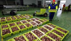 La crisis marisquera ha resentido las cifras de ventas en Tragove en el primer semestre del a�o. 