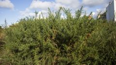 Una finca de Carballo sin desbrozar