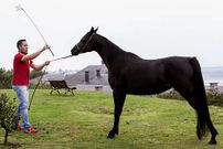 Agust�n Y��ez con uno de los caballos de pura raza �rabe.