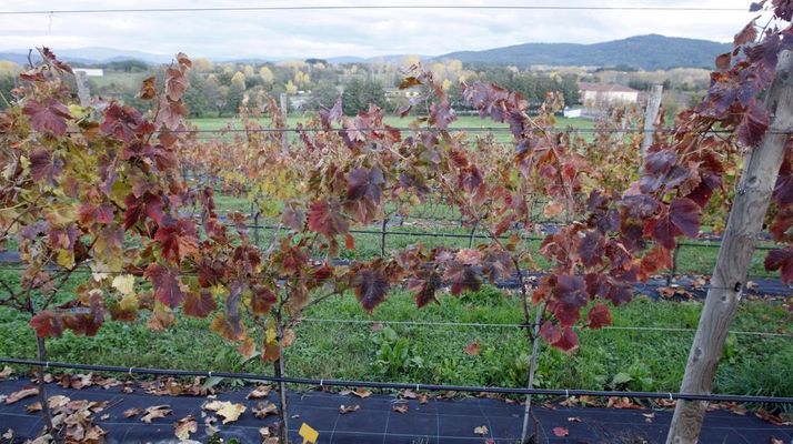 La via experimental de Agacal en Monforte est en la finca del Centro de Formacin e Experimentacin Agraria