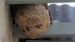 Un nido de velutina de tama�o considerable en el patio de luces de un edificio de Vilagarc�a que fue retirado este verano.