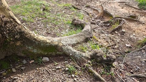 Imagen de archivo de unas ra�ces de un �rbol. 