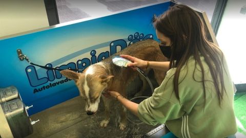 Una clienta limpia a su mascota