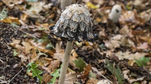 Coprinus comatus, una especie comestible